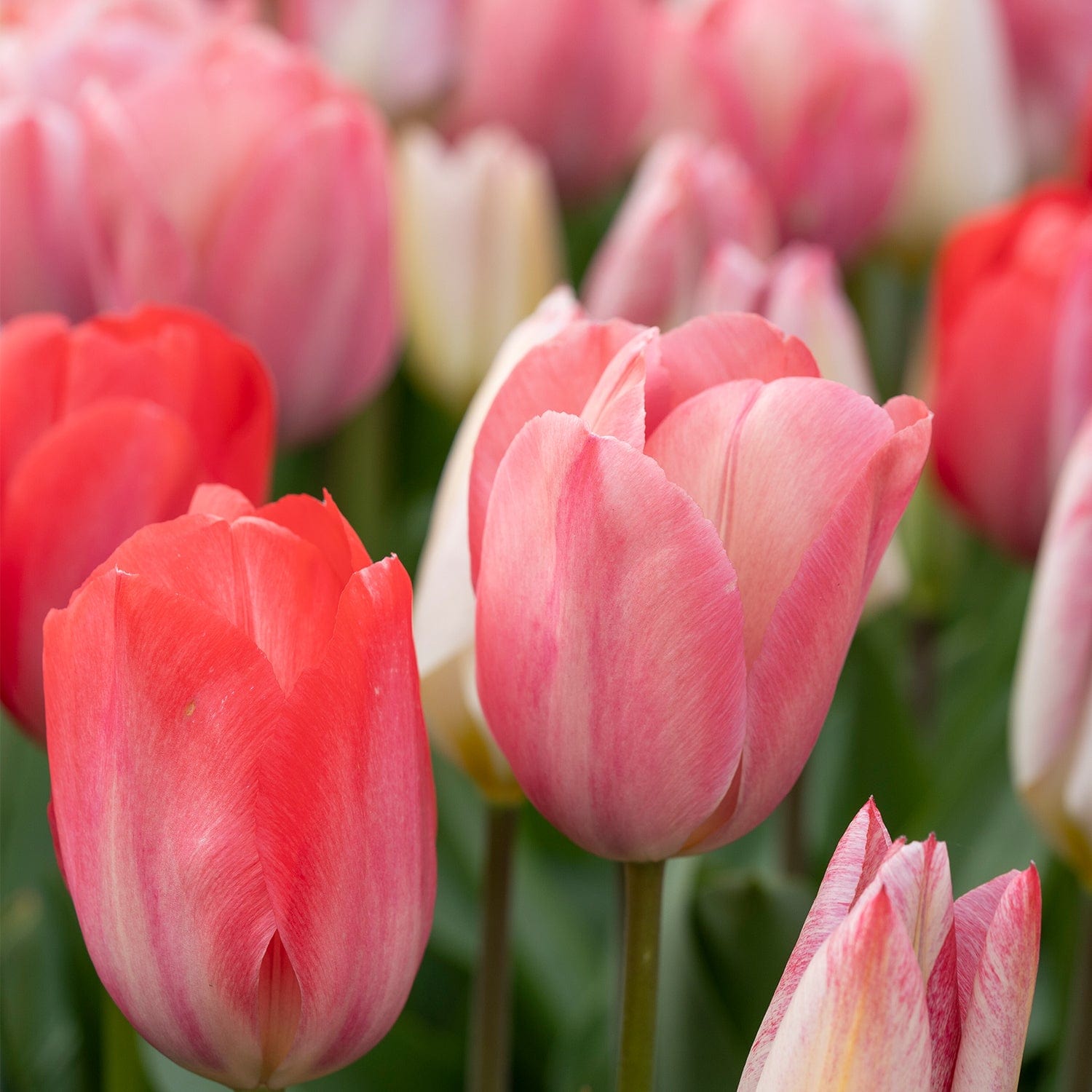 Raspberry' - Tulipanblanding – Blomsterverden