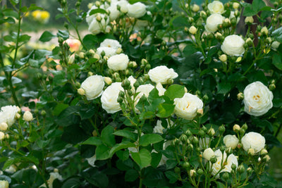 Rose 'Artemis®'