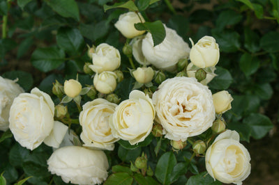 Rose 'Artemis®'