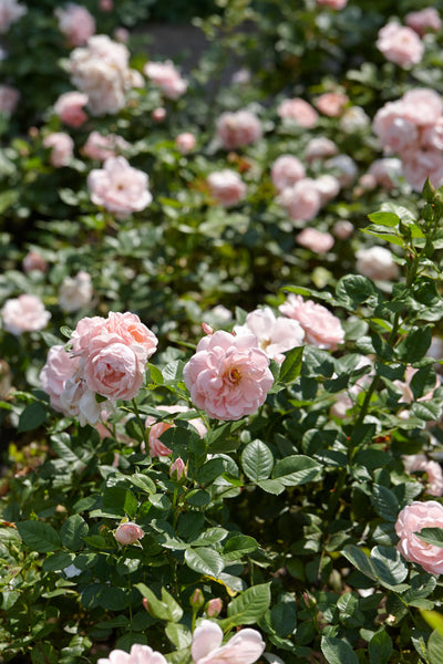 Rose 'Astrid Lindgren™'