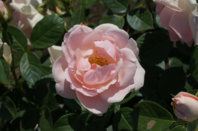 Rose 'Astrid Lindgren™'