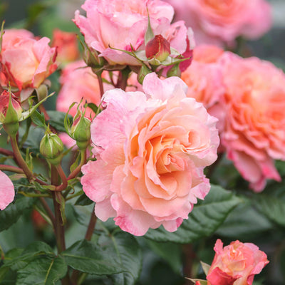 Rose 'Augusta Luise®'