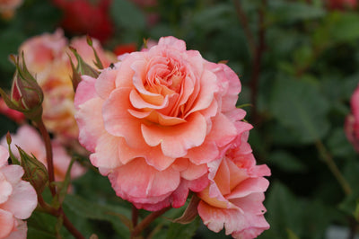 Rose 'Augusta Luise®'