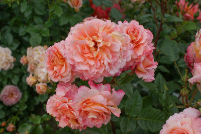 Rose 'Augusta Luise®'