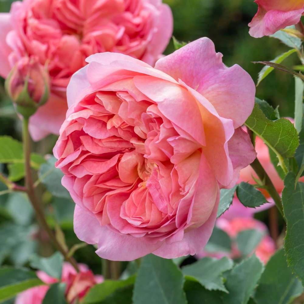 Rose 'Boscobel™' (Auscousin)