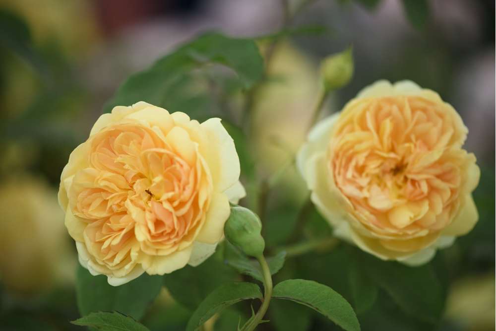 Rose 'Bring Me Sunshine™' (Ausernie)
