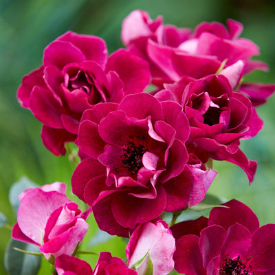 Rose 'Burgundy Ice®'