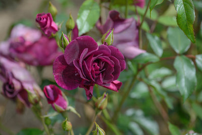 Rose 'Burgundy Ice®'