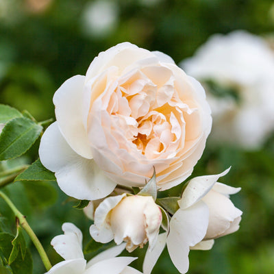 Rose 'Claire Austin®'