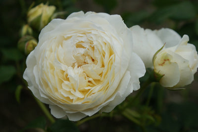 Rose 'Claire Austin®'