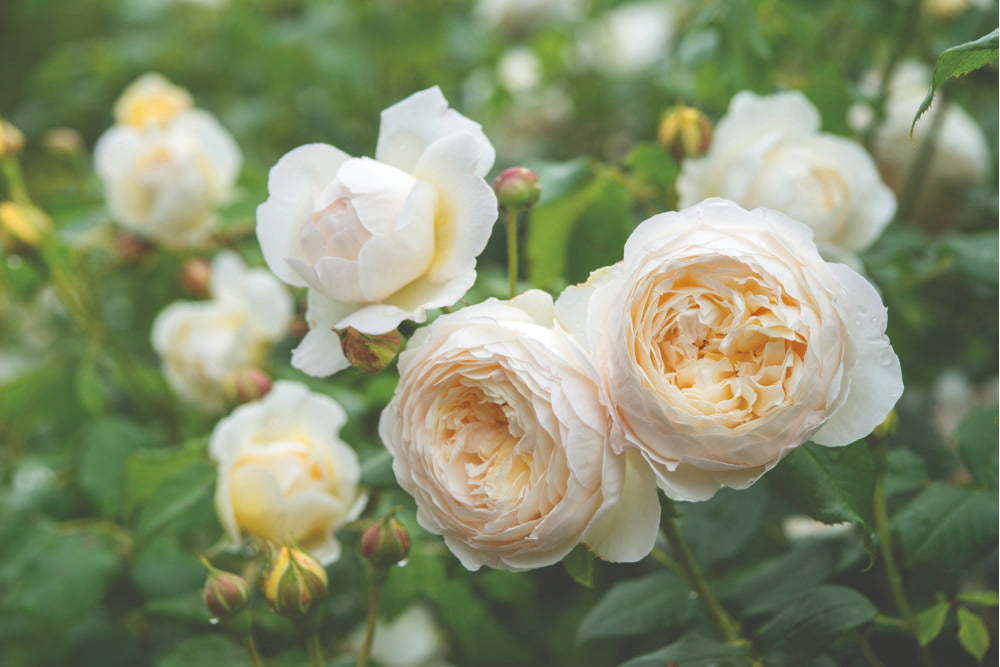 Rose 'Claire Austin™' (Ausprior)