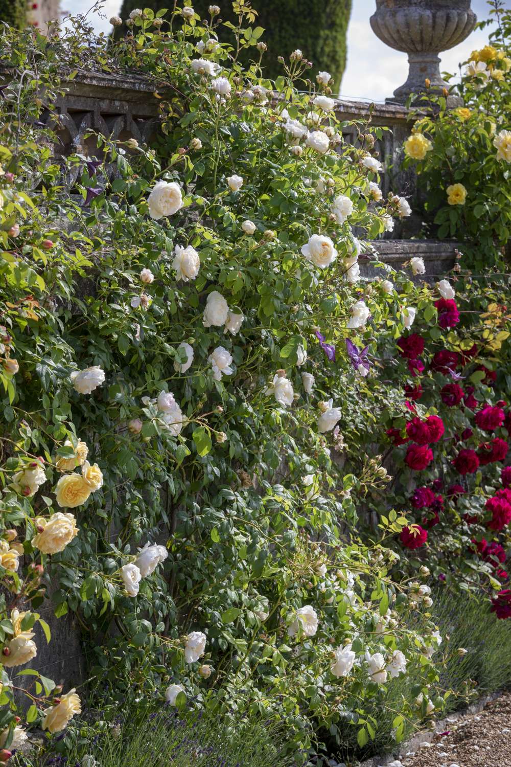 Rose 'Claire Austin™' (Ausprior)