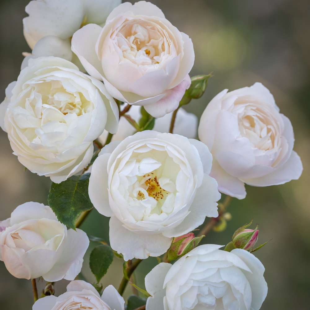 Rose 'Desdemona™' (Auskindling)