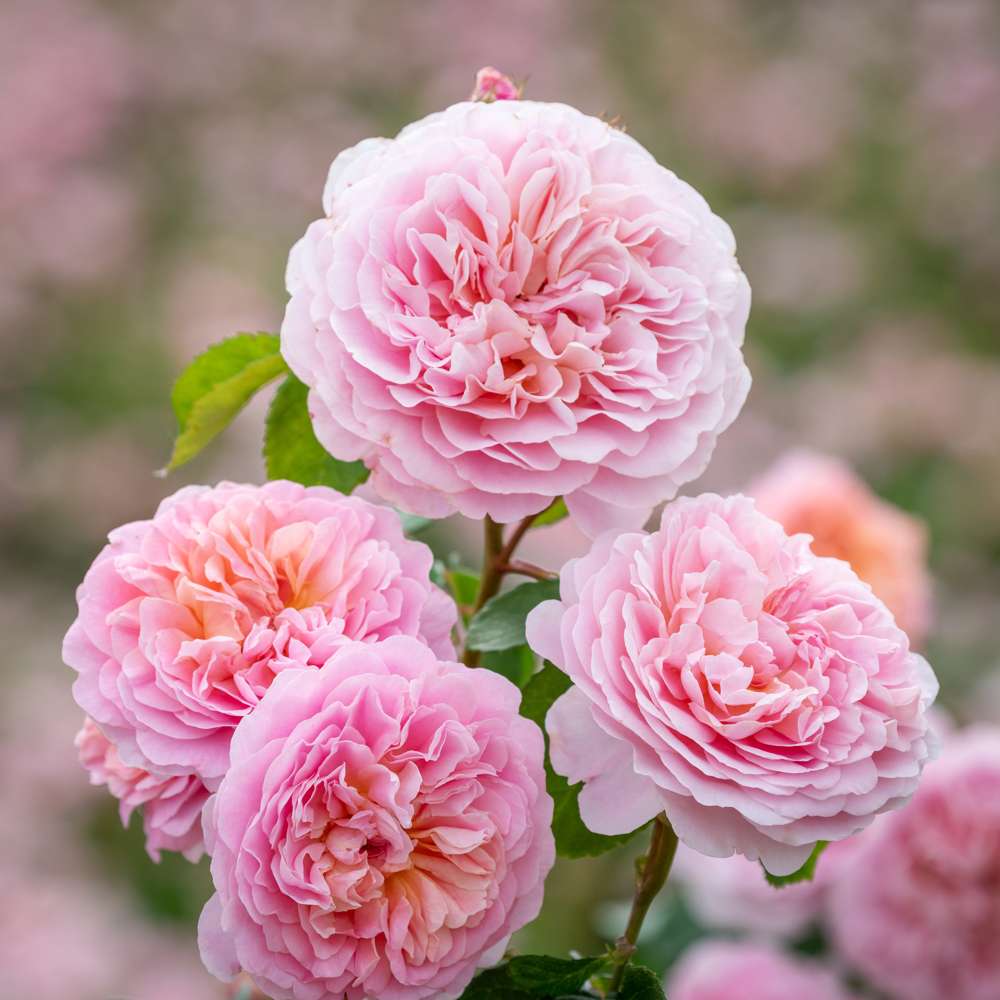 Rose 'Eustacia Vye' (Ausegdon)