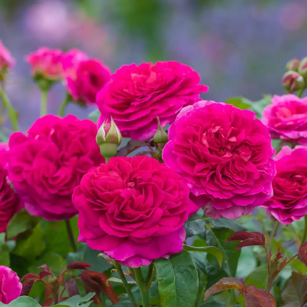 Rose 'Gabriel Oak™' (Auscrowd)