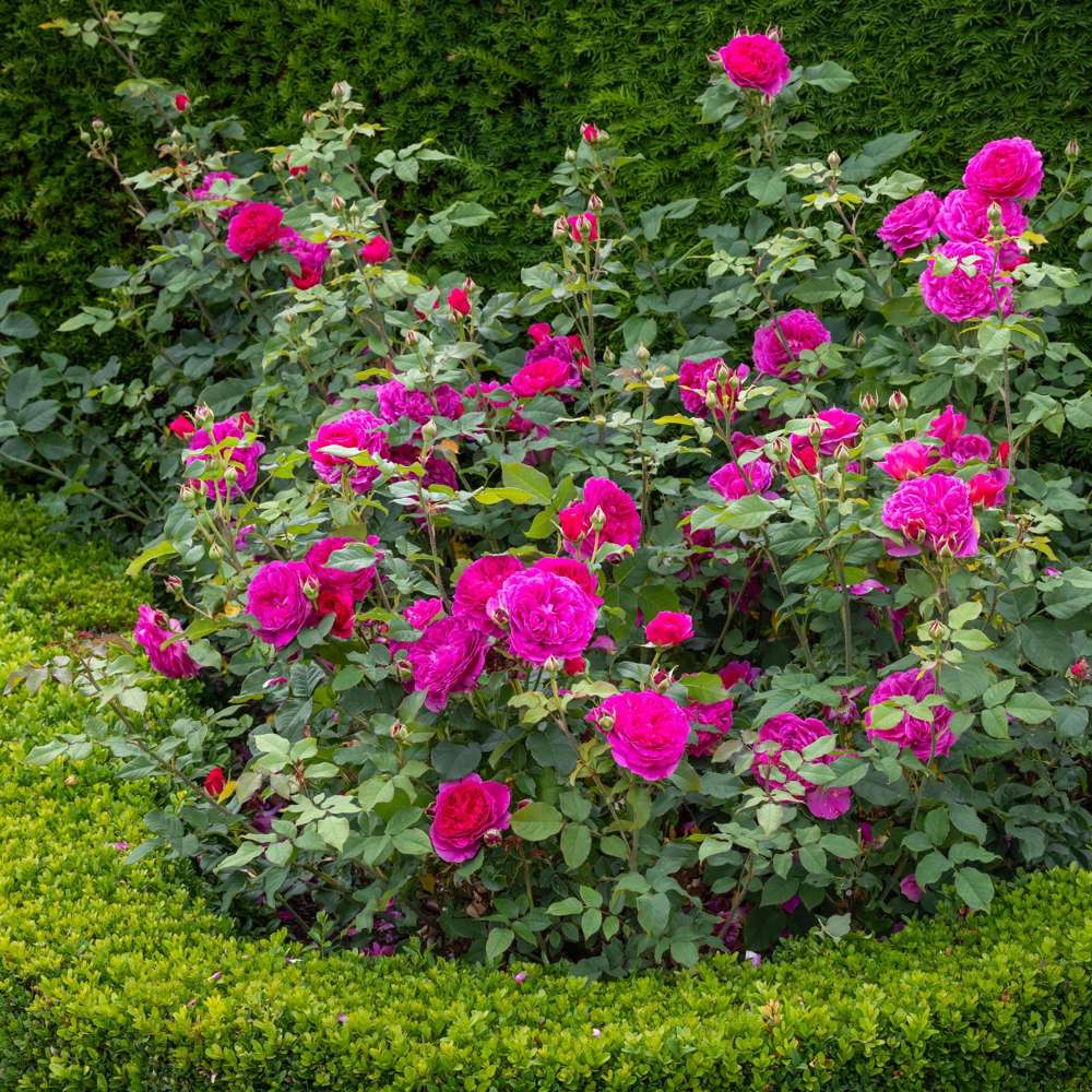 Rose 'Gabriel Oak™' (Auscrowd)