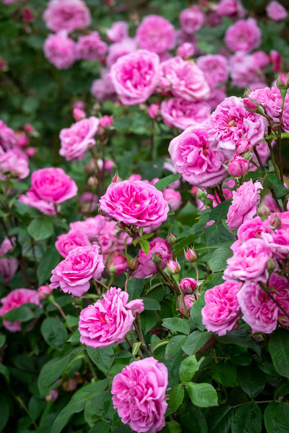 Rose 'Gertrude Jekyll®' (Ausbord)