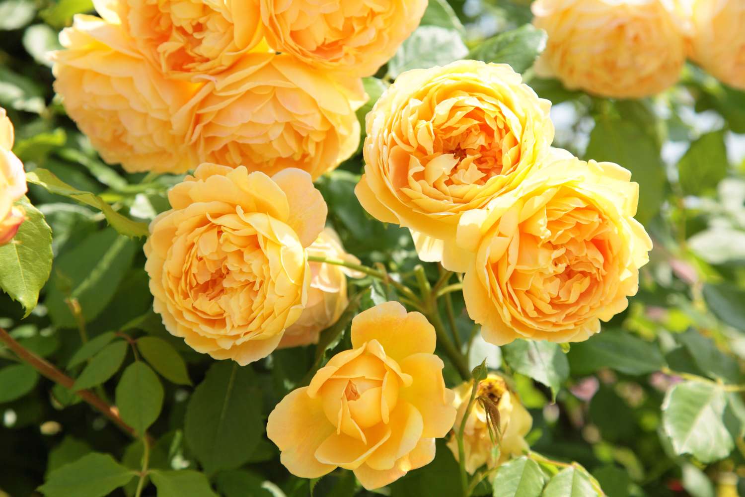 Rose 'Golden Celebration®' (Ausgold)