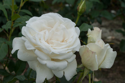 Rose 'Karen Blixen™'