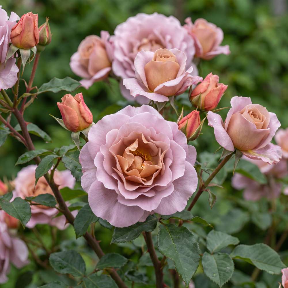 Rose 'Koko Loco'