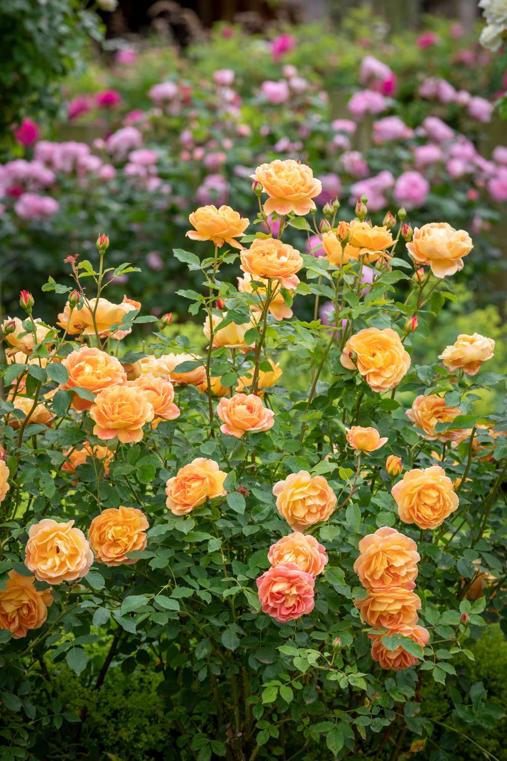 Rose 'Lady of Shalott™' (Ausnyson)