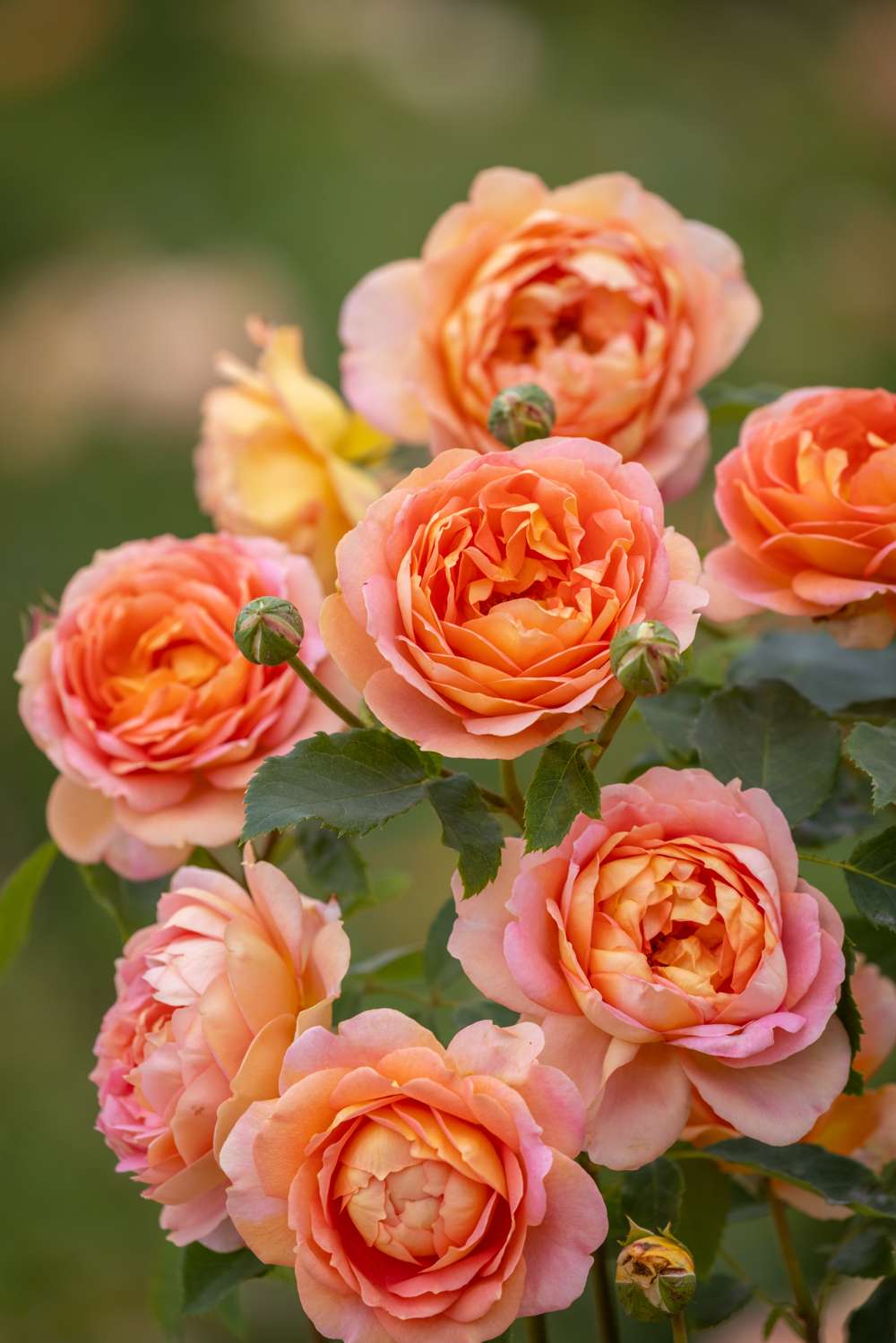 Rose 'Lady of Shalott™' (Ausnyson)