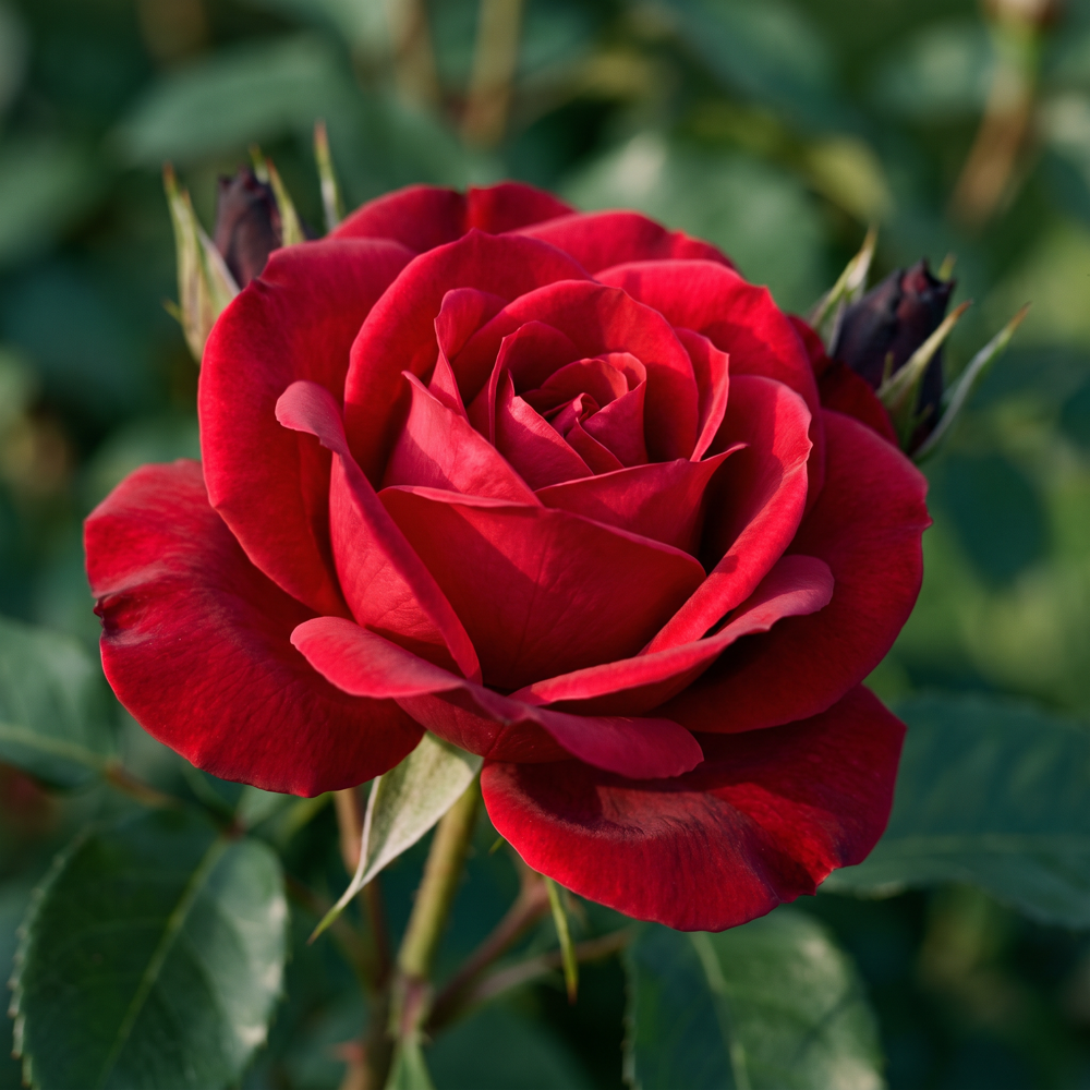 Rose 'Nina Weibull'