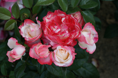 Rose 'Nostalgie®'