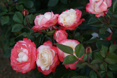 Rose 'Nostalgie®'