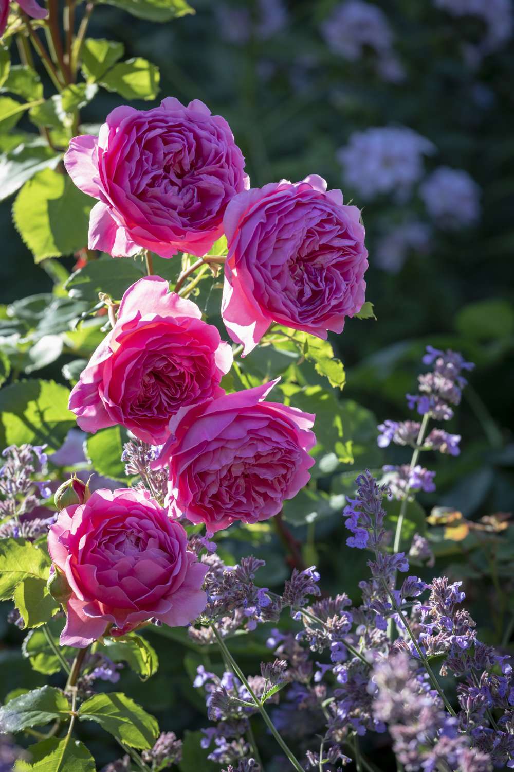 Rose 'Princess Alexandra of Kent™' (Ausmerchant)