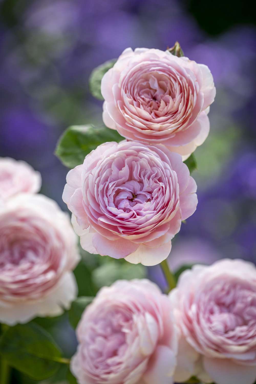 Rose 'Queen of Sweden™' (Austiger)