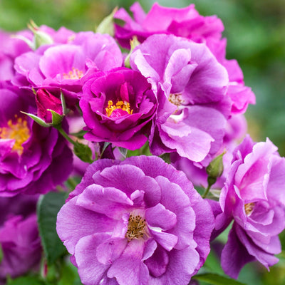 Rose 'Rhapsody in Blue™'