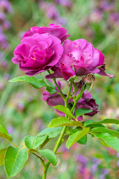 Rose 'Rhapsody in Blue™'