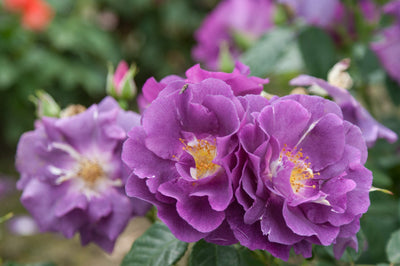 Rose 'Rhapsody in Blue™'