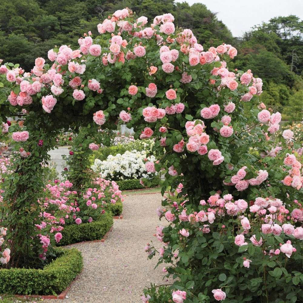 Rose 'Strawberry Hill' (Ausrimini)