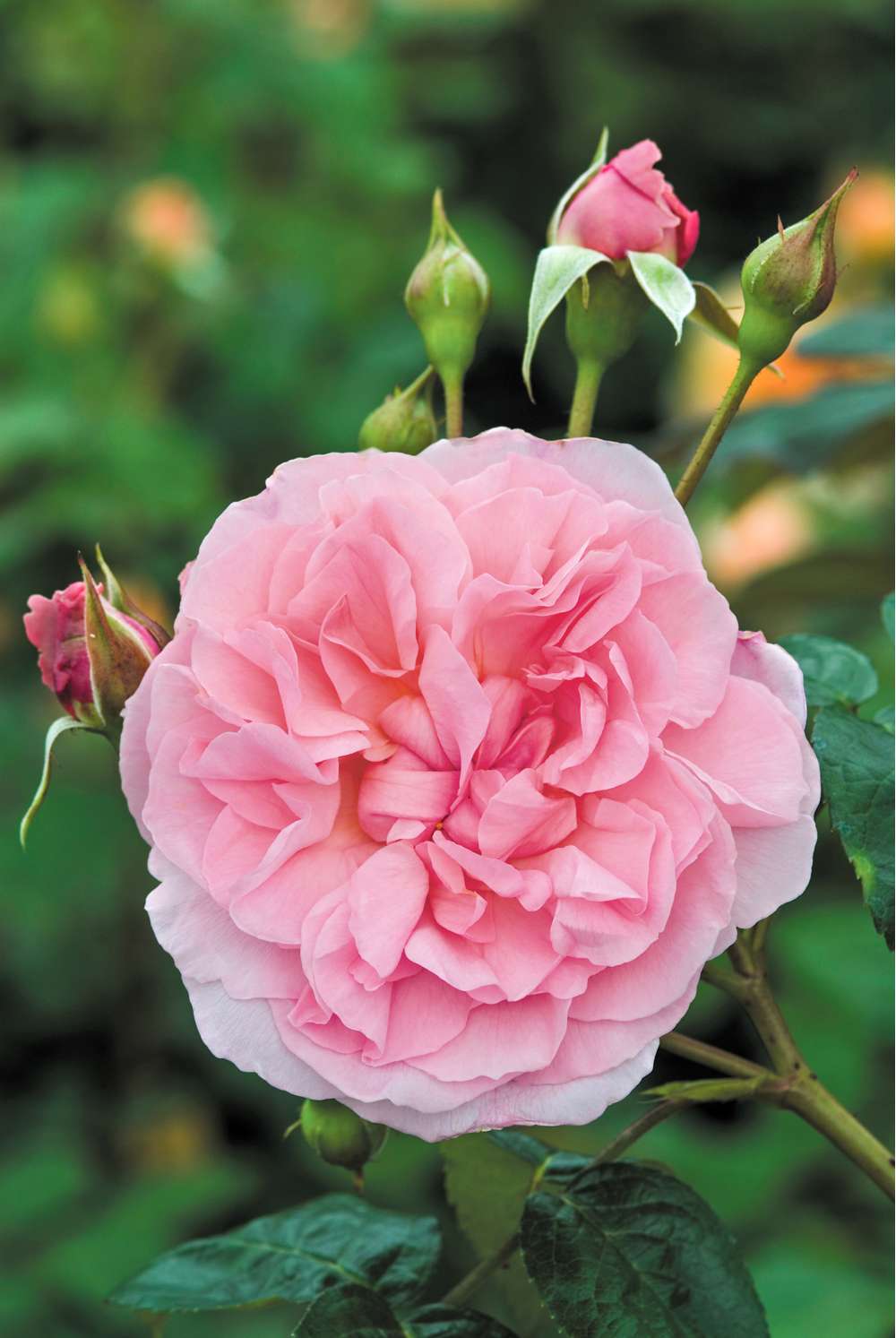 Rose 'Strawberry Hill' (Ausrimini)