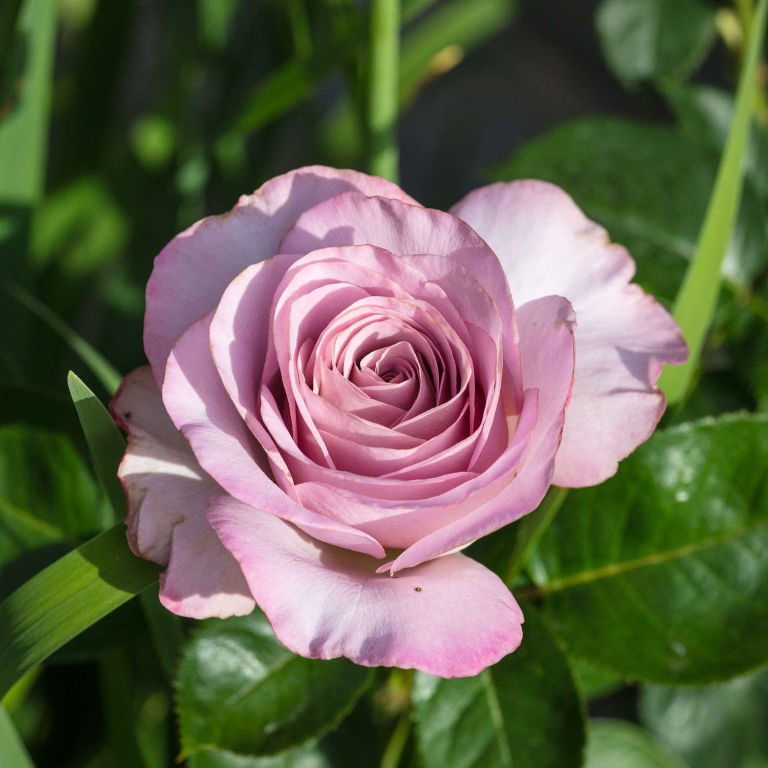 Rose 'Waltz Time'