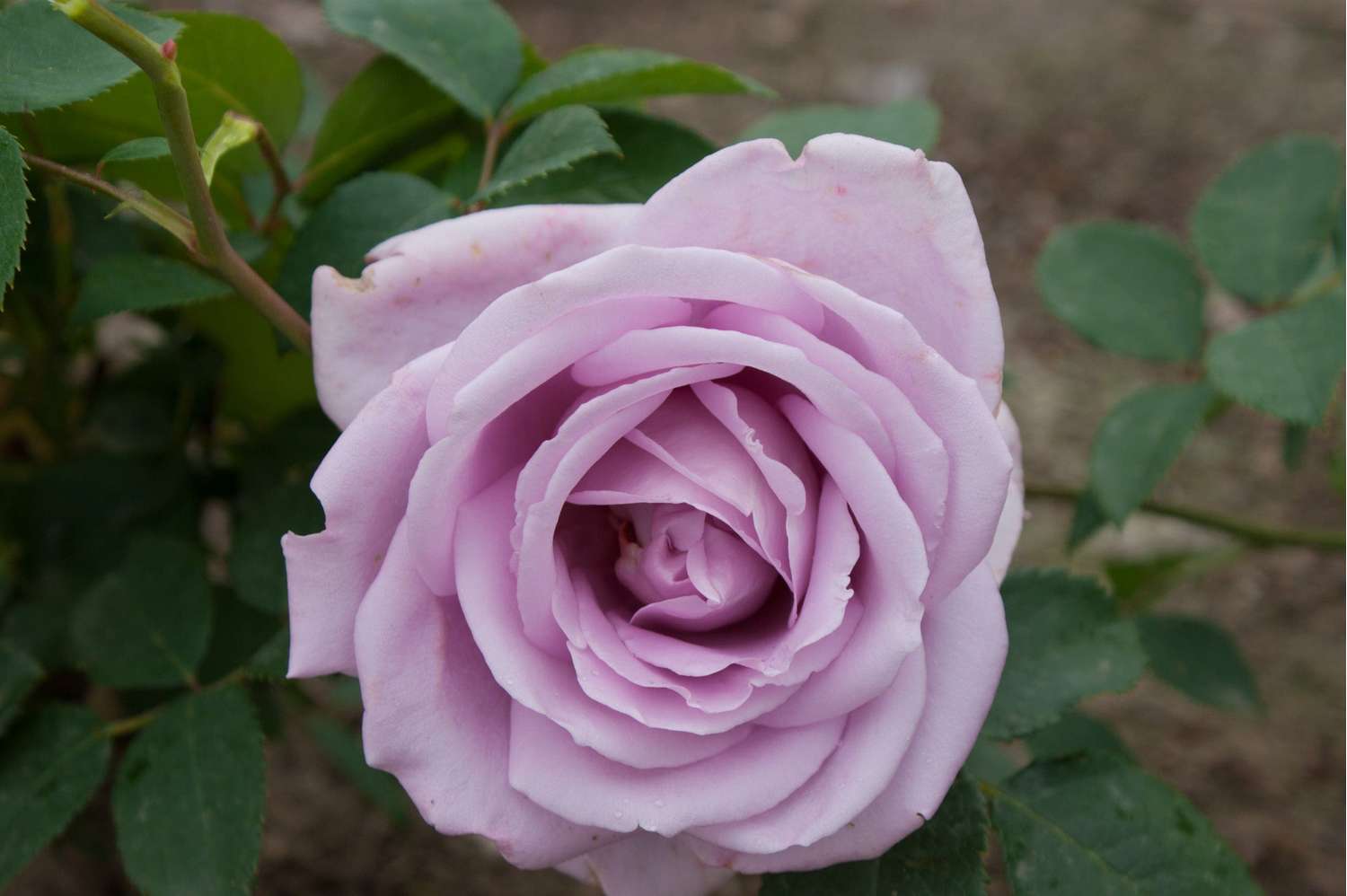 Rose 'Waltz Time'