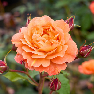 Rose 'Westerland®'