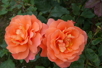 Rose 'Westerland®'