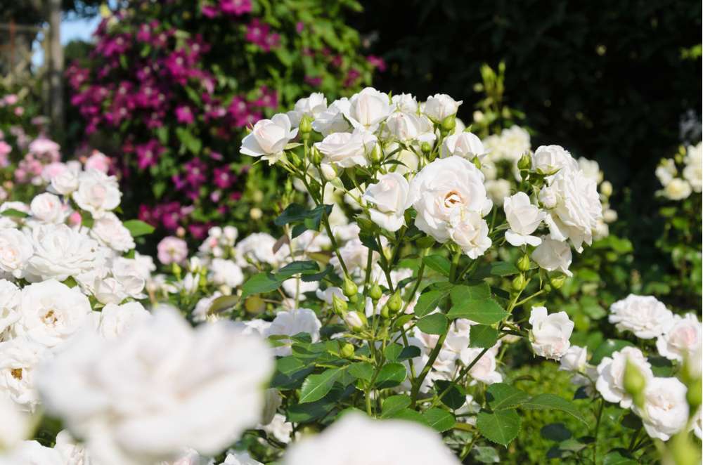 Rose 'White Cover'