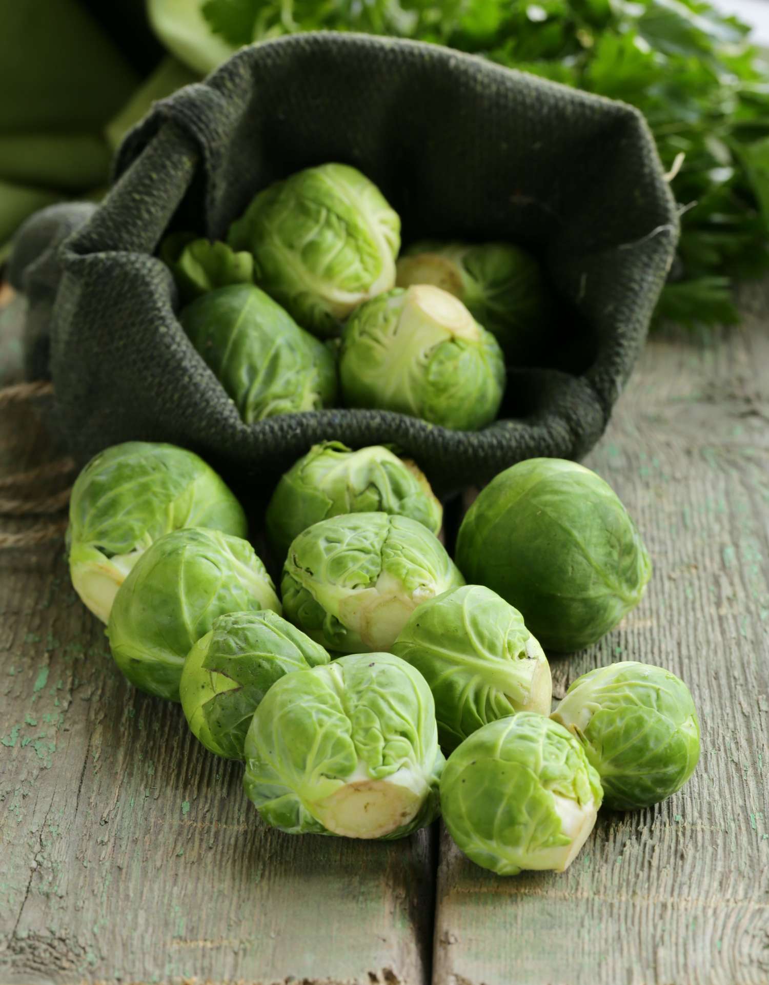 Rosenkål 'Groninger' (ØKO frø)