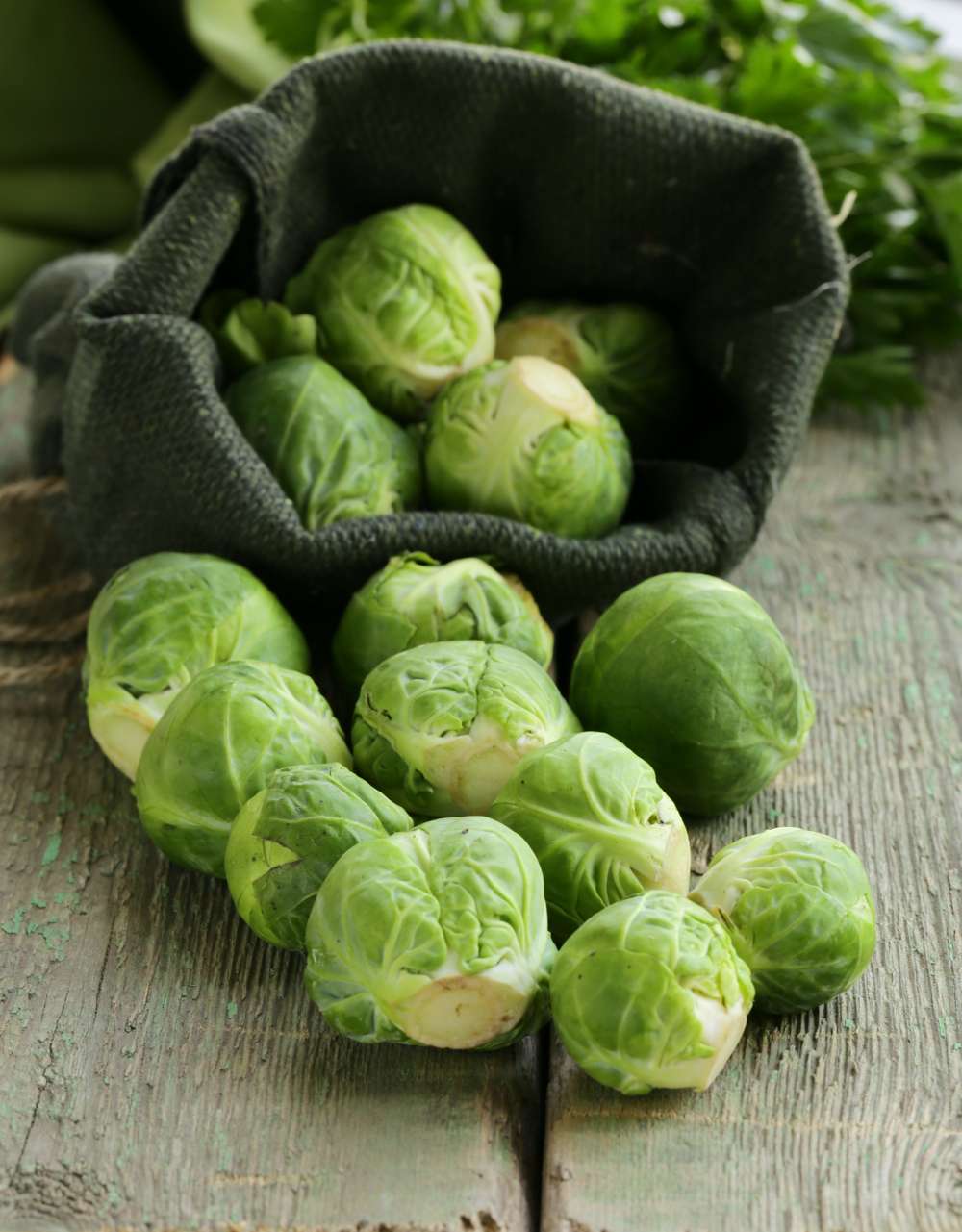 Rosenkål 'Groninger' (ØKO frø)