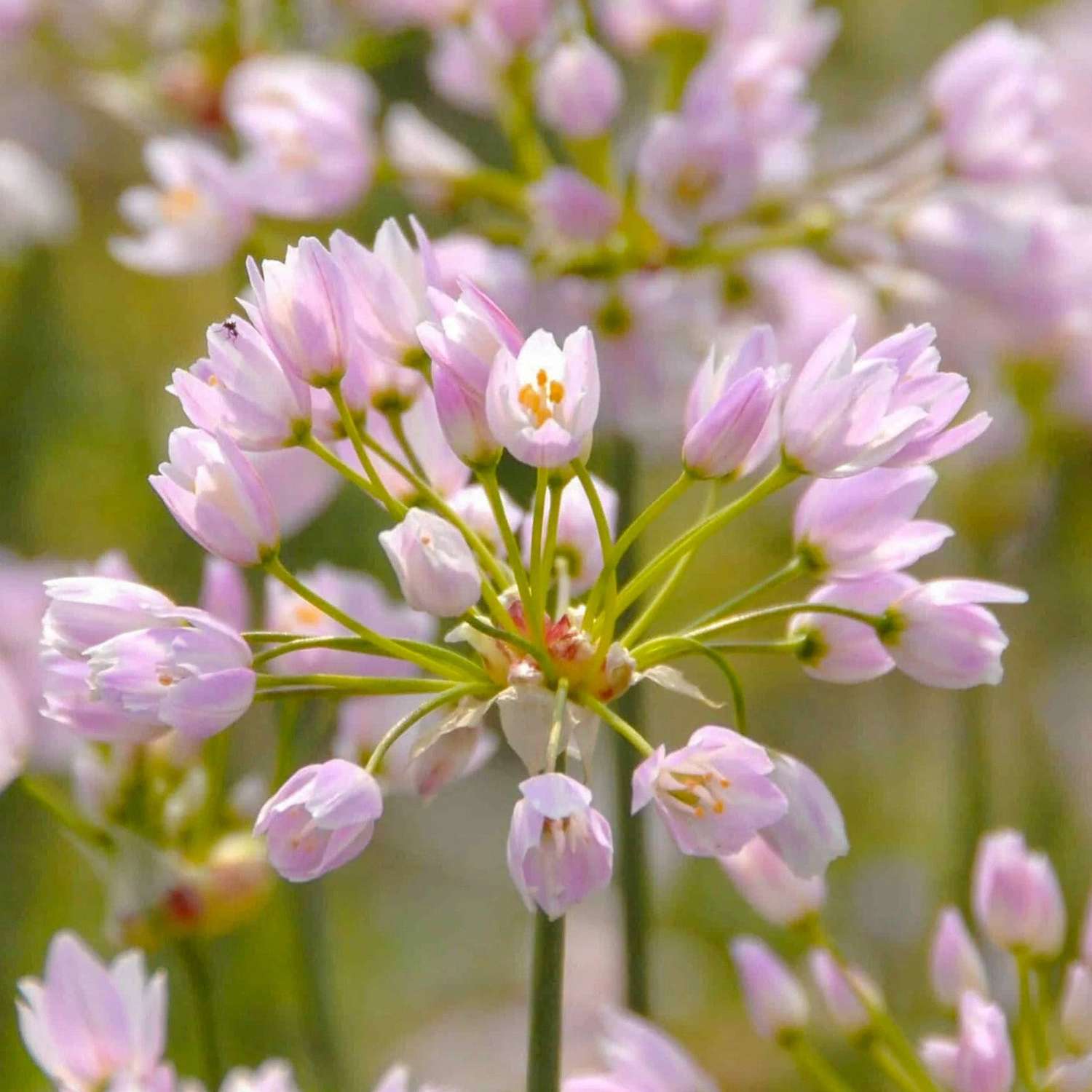 Allium 'Roseum'
