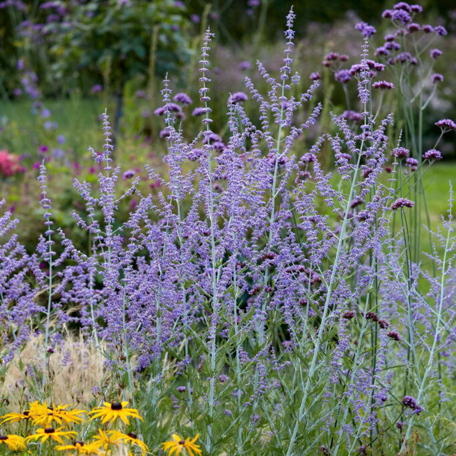 Russisk salvie 'Blue Spire' (Perovskia atriplicifolia)