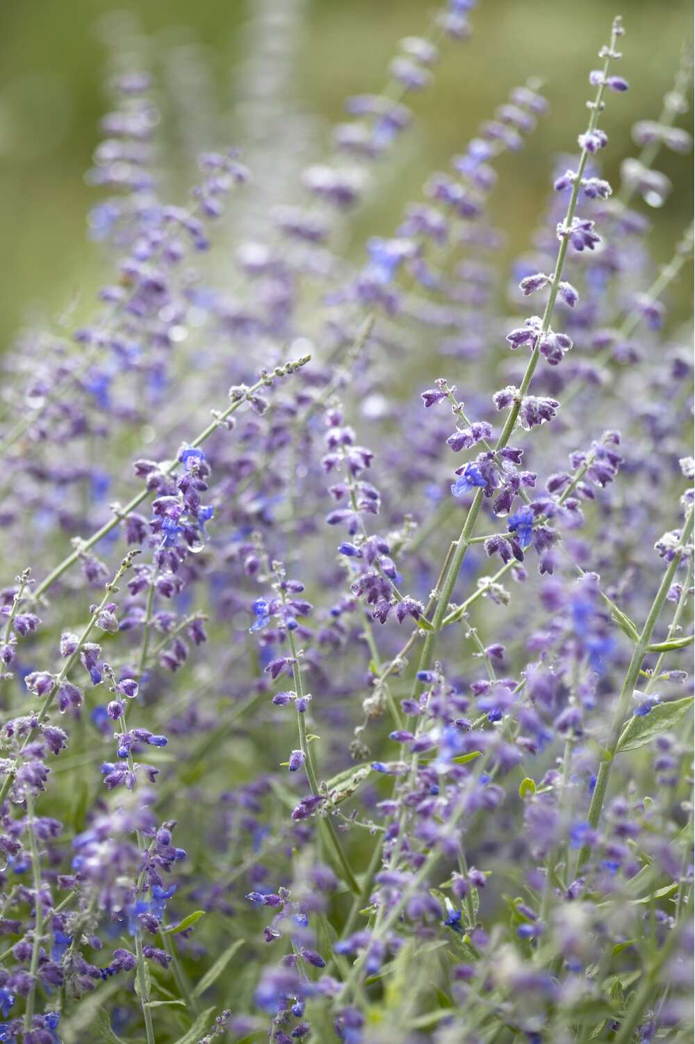 Russisk salvie 'Little Spire'