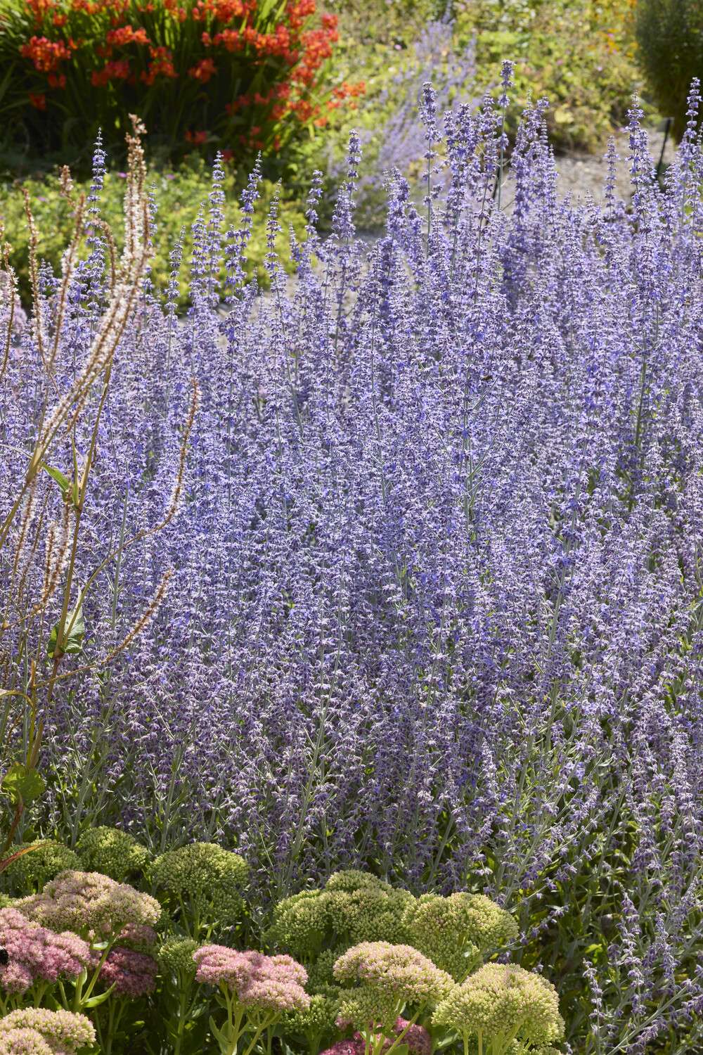 Russisk salvie 'Little Spire'
