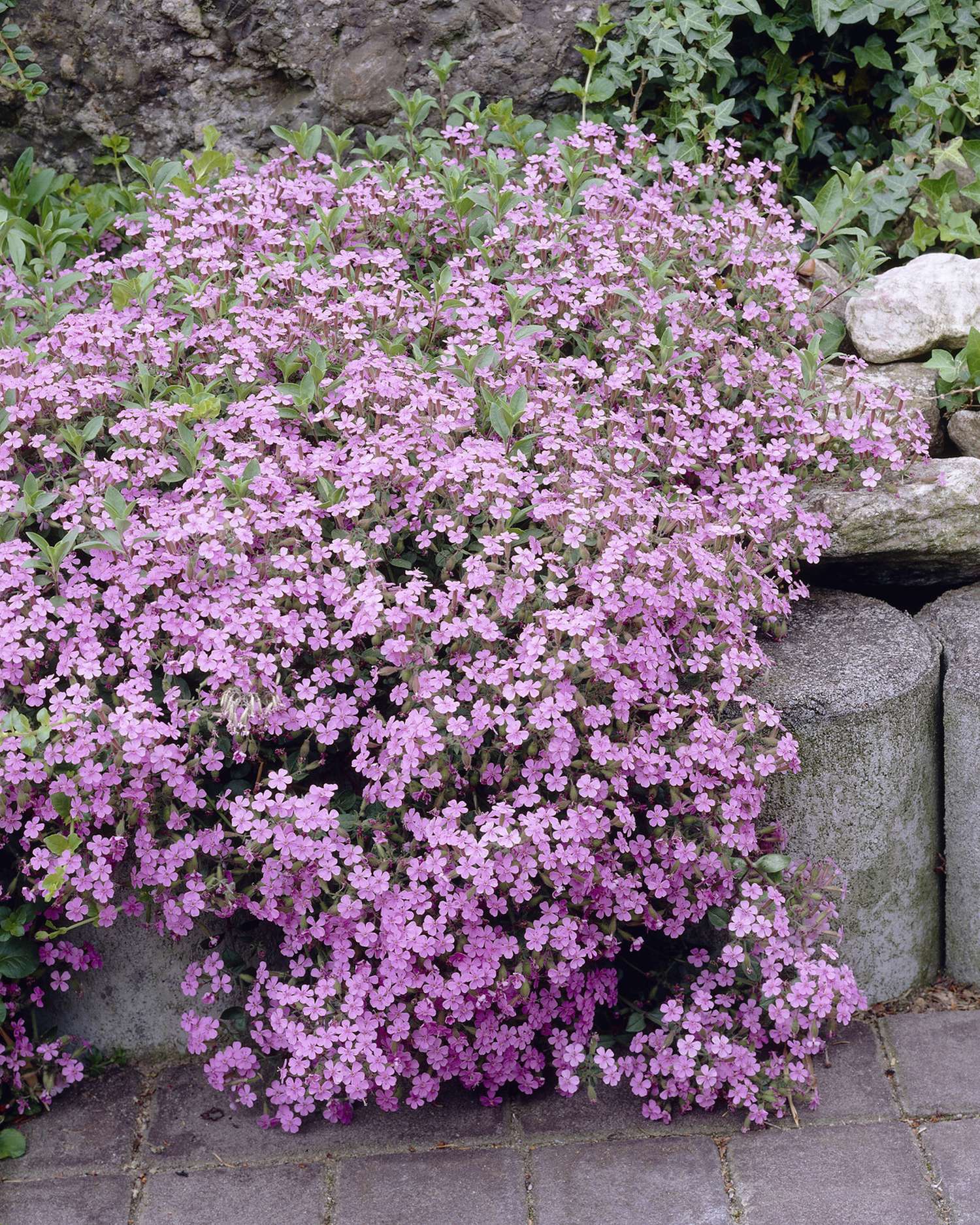 Sæbeurt 'Ocymoides'