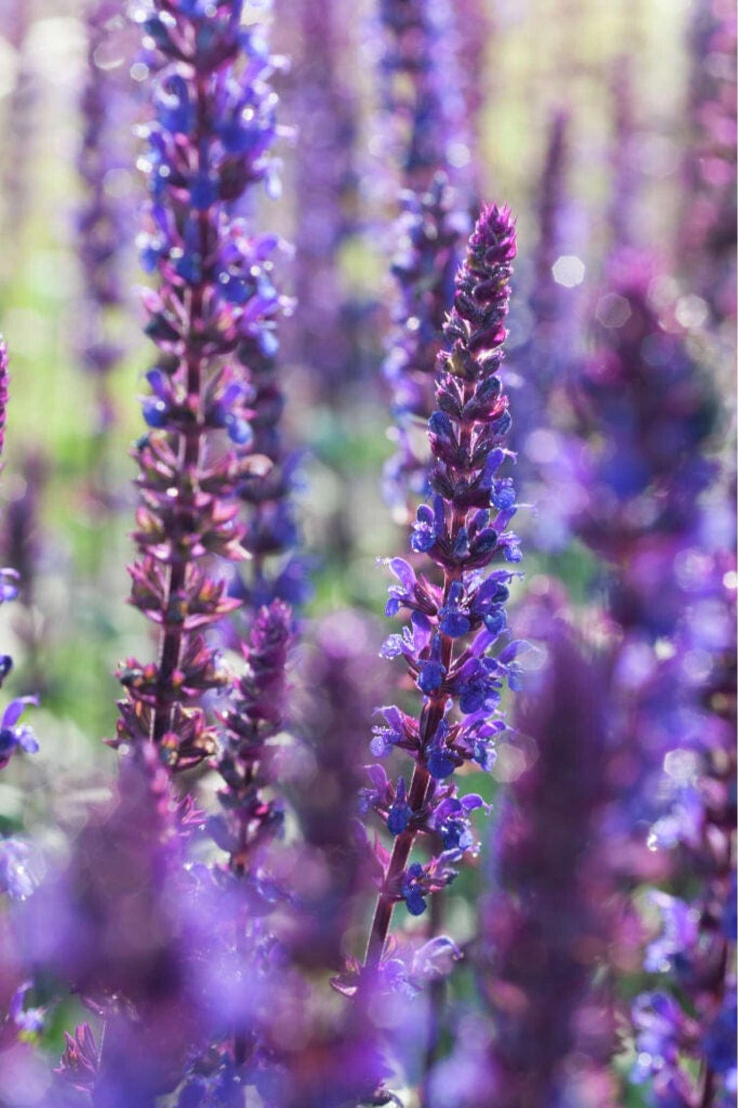 Staudesalvie 'Caradonna' (Salvia nemorosa)