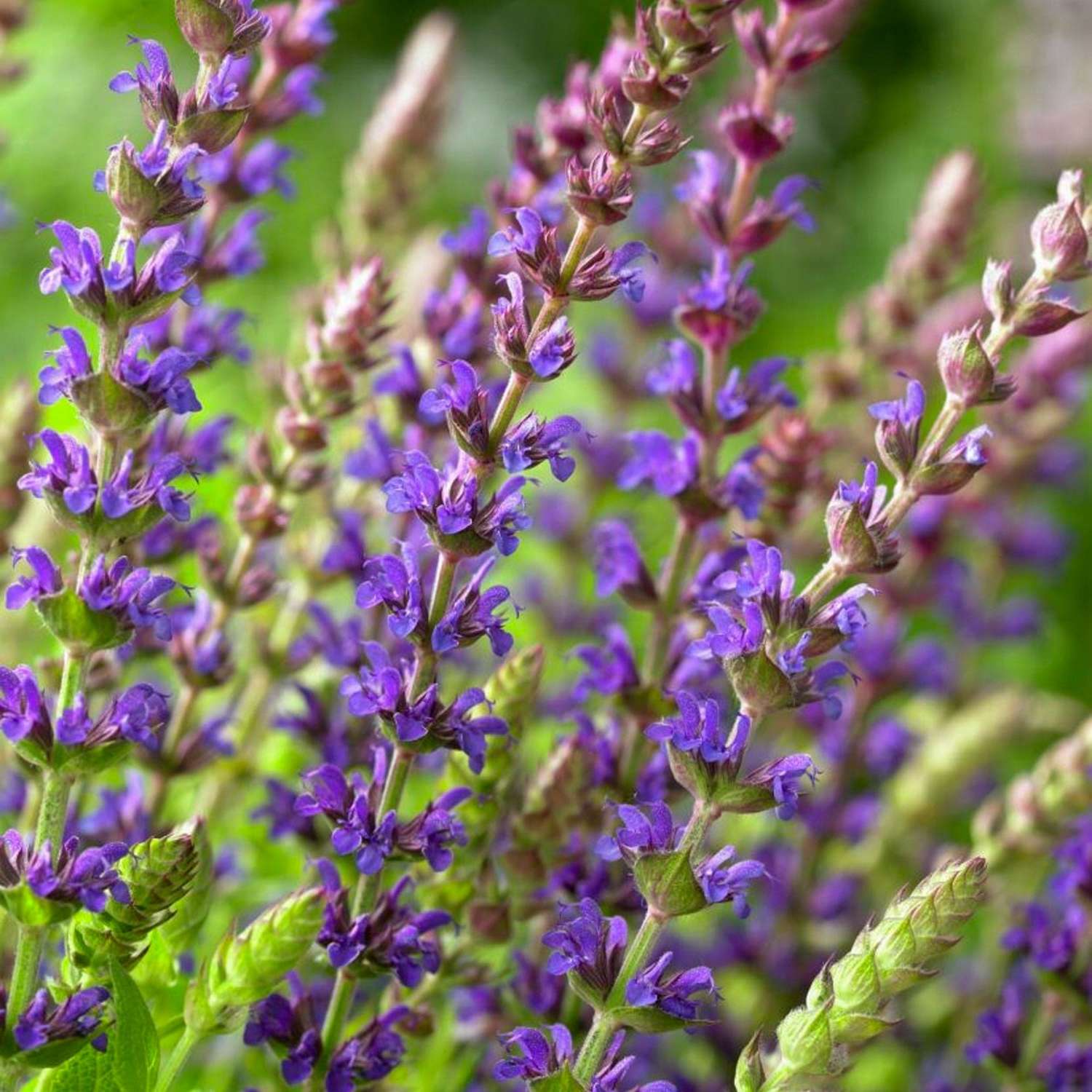 Staudesalvie 'Ostfriesland'